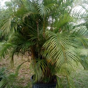 Areca Palm45g