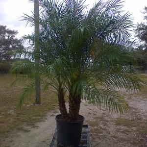 Rubellini Palm